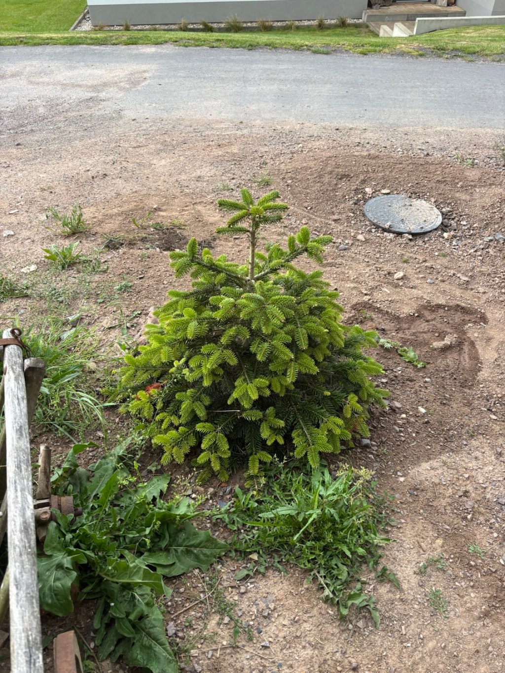 Testbaum
