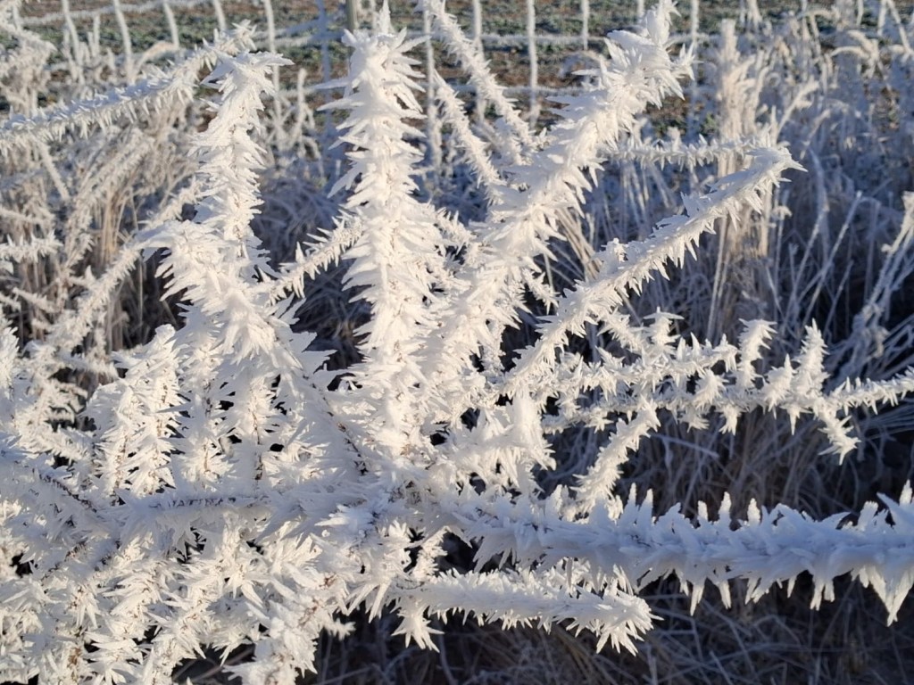 Winterlicher Weg der&nbsp;Bäume